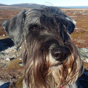 Maja Skolhund