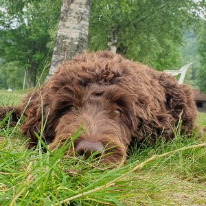 Terapihund Uppsala