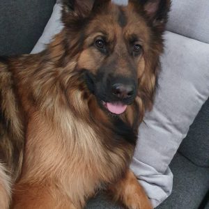 Terapihund Sundsvall