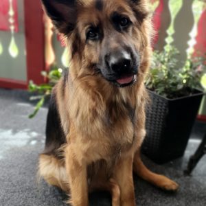 Terapihund Sundsvall
