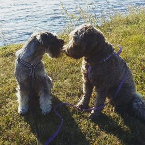 Terapihund Maja och Kajsa