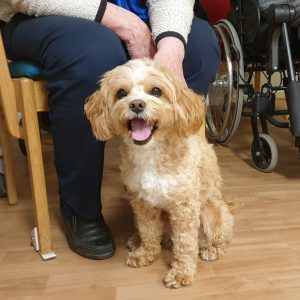 Vårdhund sjukhus omsorg äldreboende