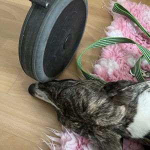 Finaste Terapihunden Greta i hemma