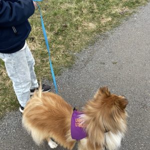 Terapihund Stockholm