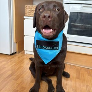 Terapihund i stockholm