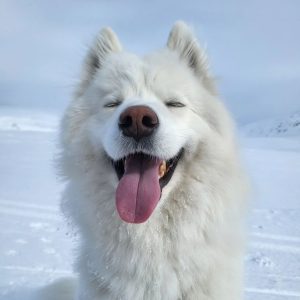 Terapihund Skellefteå