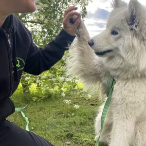 Terapihund Skellefteå