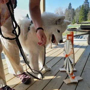 Terapihund Skellefteå