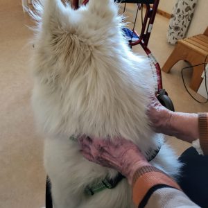 Terapihund Skellefteå