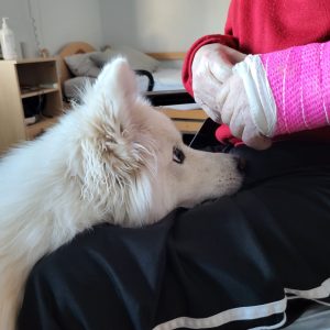 Terapihund Skellefteå