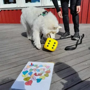 Terapihund Skellefteå