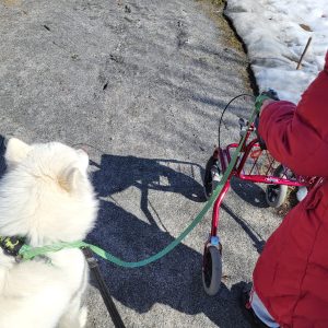 Terapihund Skellefteå