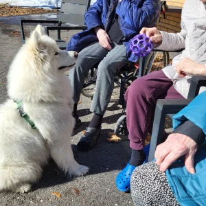 Terapihund Skellefteå