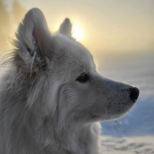 Terapihund Skellefteå