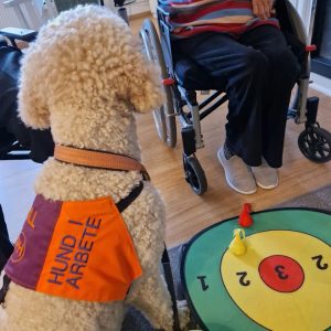 bill med vid pilkastning