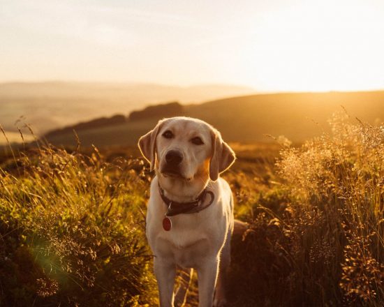 kontakt_terapihundar anlita en terapihund