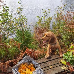 Terapihund Trollhättan