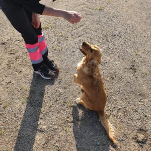 Terapihund Trollhättan