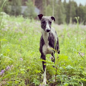 Finaste Terapihunden Greta i skogen