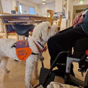 verksamhet bella haka i knä fin öögonkomtakt